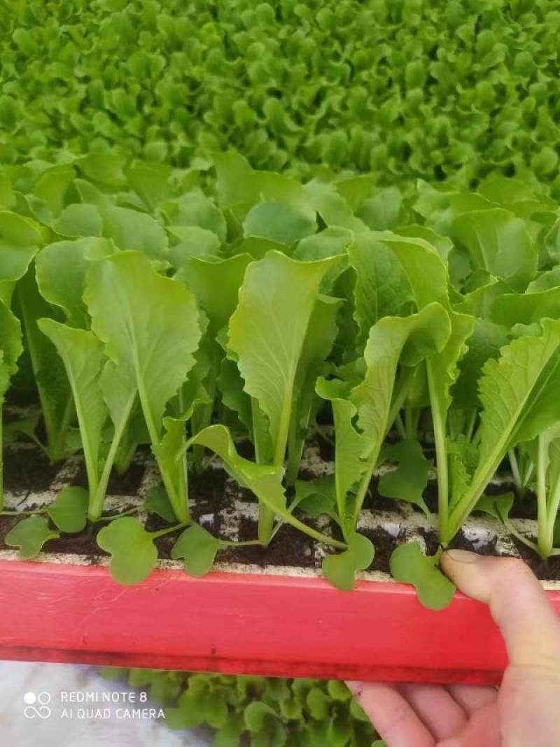 麻叶青白菜苗育苗基地直供现挖现发量大从优抗病