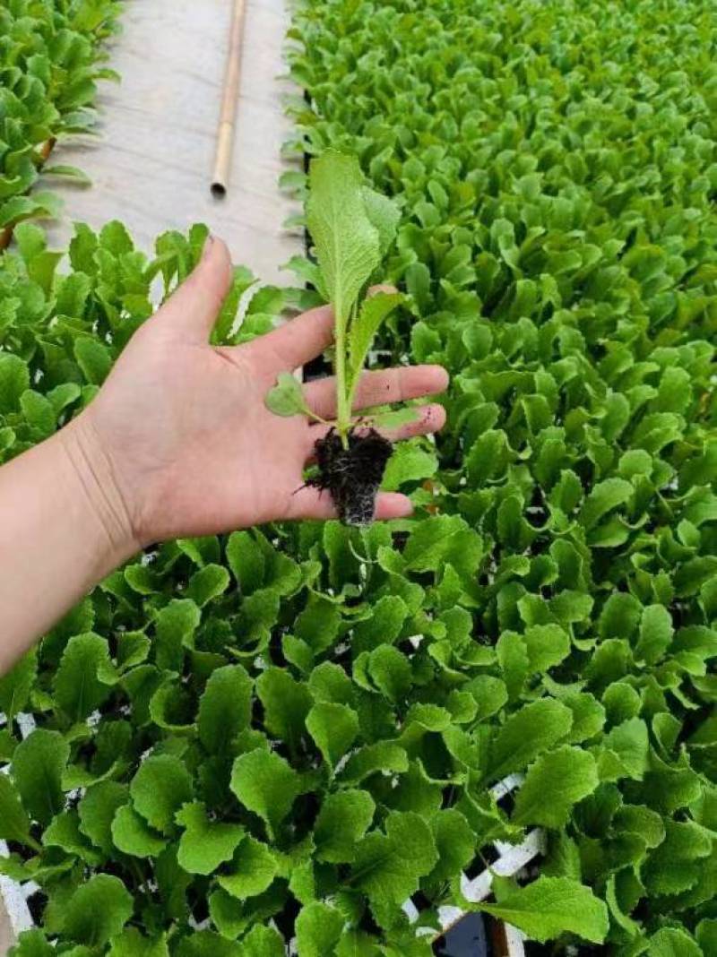 麻叶青白菜苗育苗基地直供现挖现发量大从优抗病