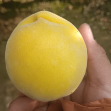 黄金蜜产地直供大量上市产地直供代办代发