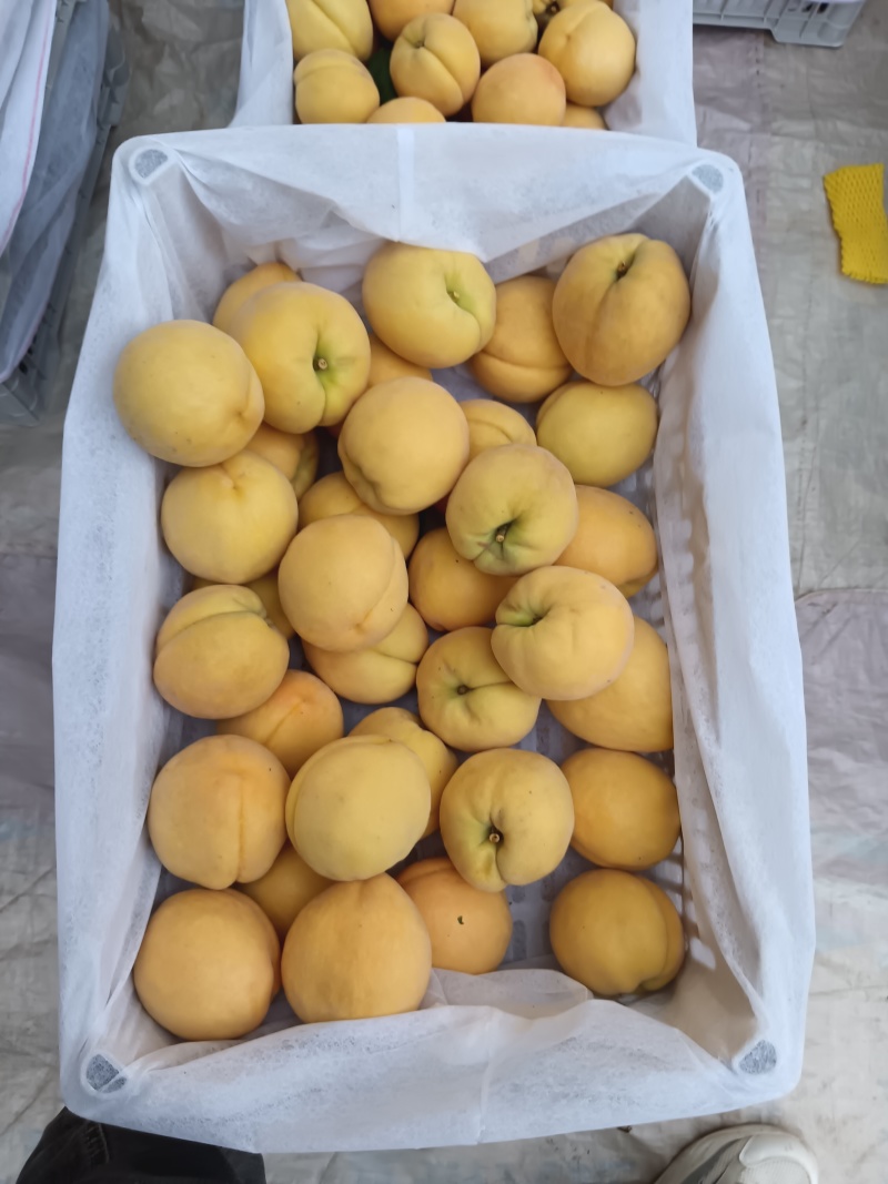 黄金蜜产地直供大量上市产地直供代办代发