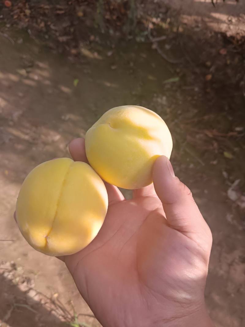 黄金蜜产地直供大量上市产地直供代办代发