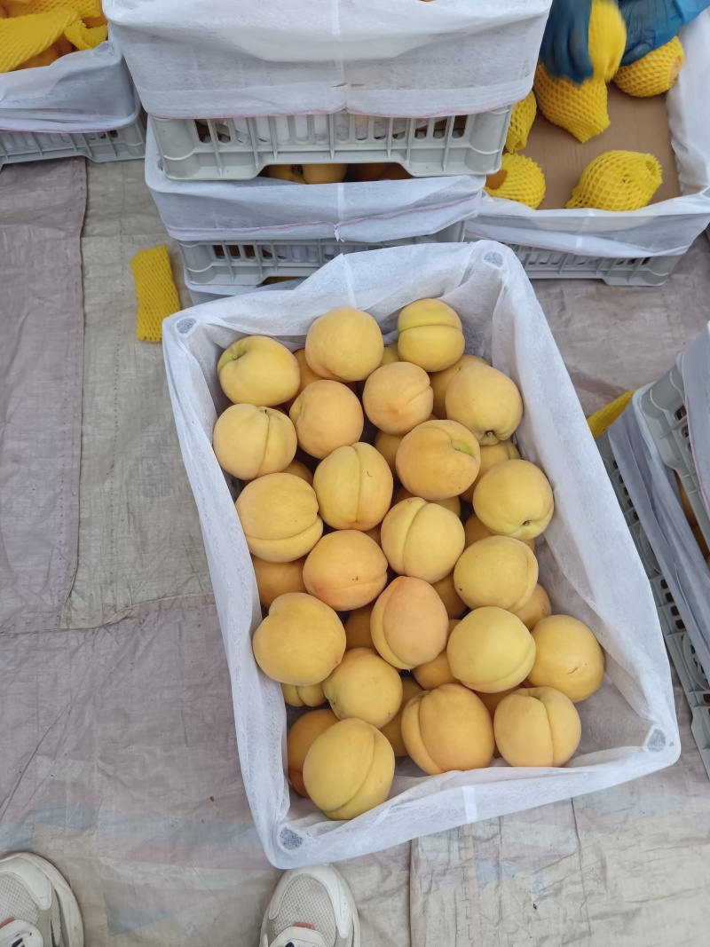 黄金蜜产地直供大量上市产地直供代办代发