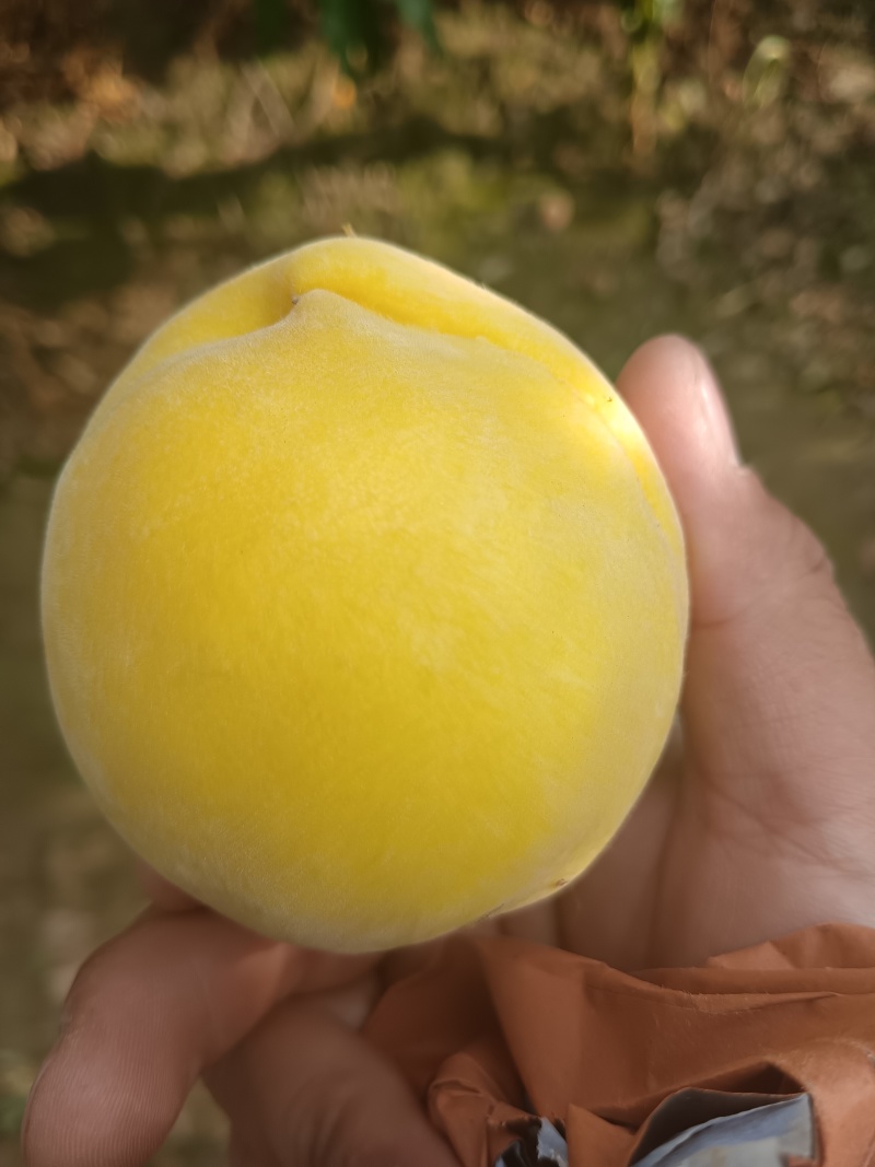 黄金蜜产地直供大量上市产地直供代办代发