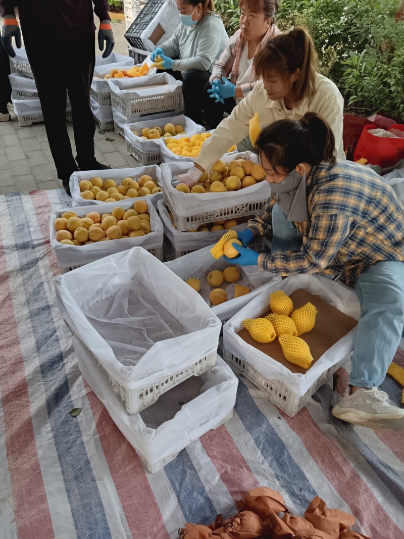 黄金蜜产地直供大量上市产地直供代办代发