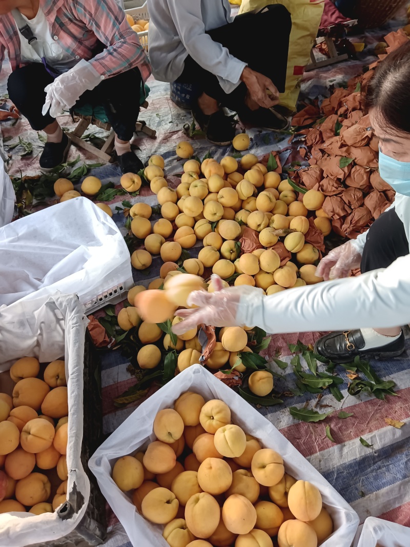 黄金蜜产地直供大量上市产地直供代办代发