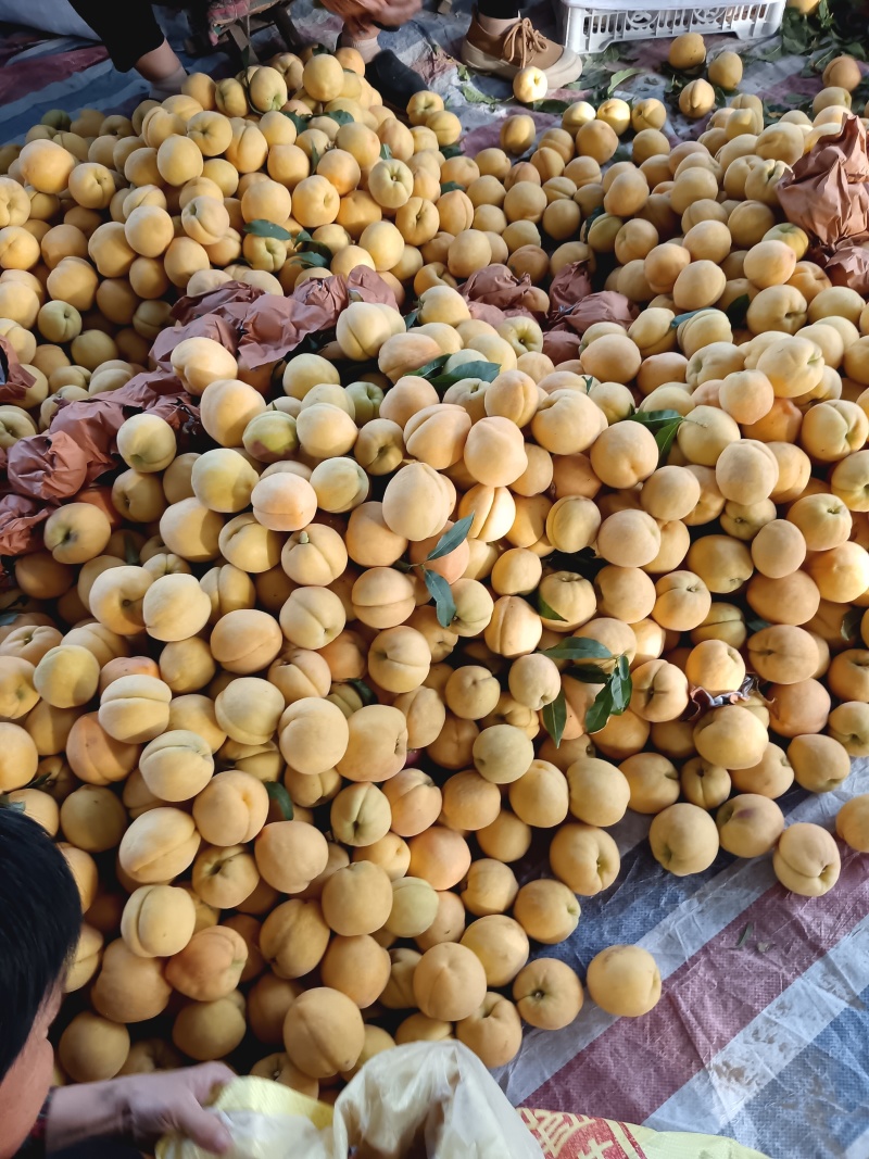 黄金蜜产地直供大量上市产地直供代办代发