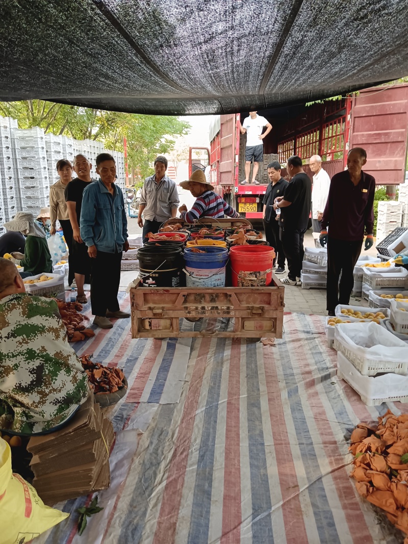 黄金蜜产地直供大量上市产地直供代办代发