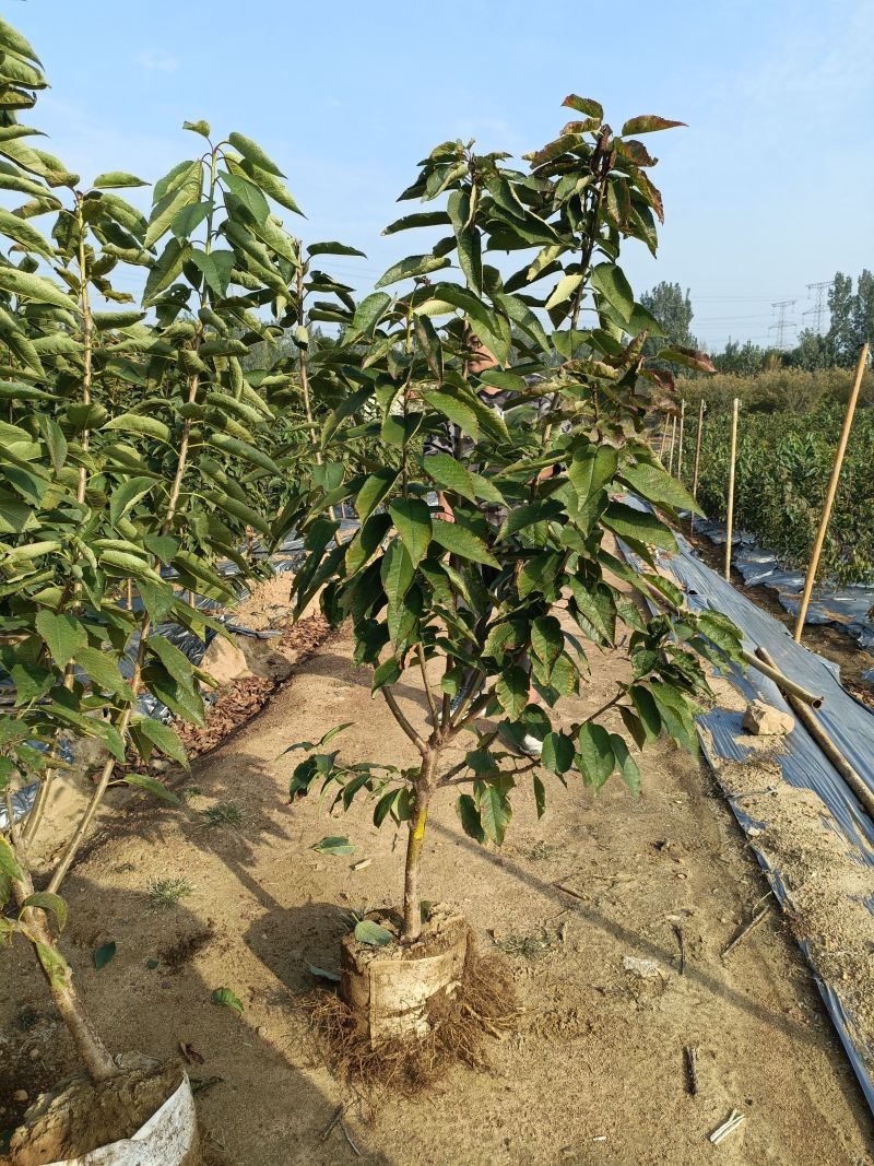 三年早熟大樱桃树，太平洋红樱桃苗品种