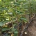 三年早熟大樱桃树，太平洋红樱桃苗品种