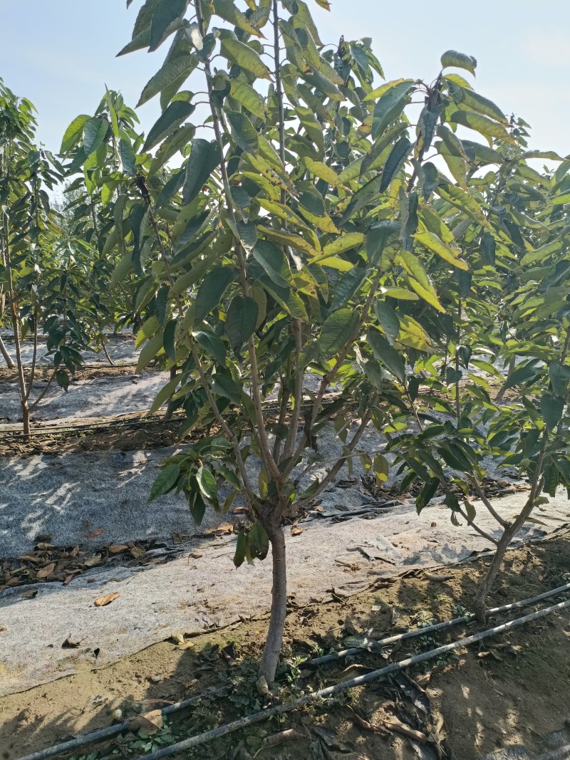 三年早熟大樱桃树，太平洋红樱桃苗品种