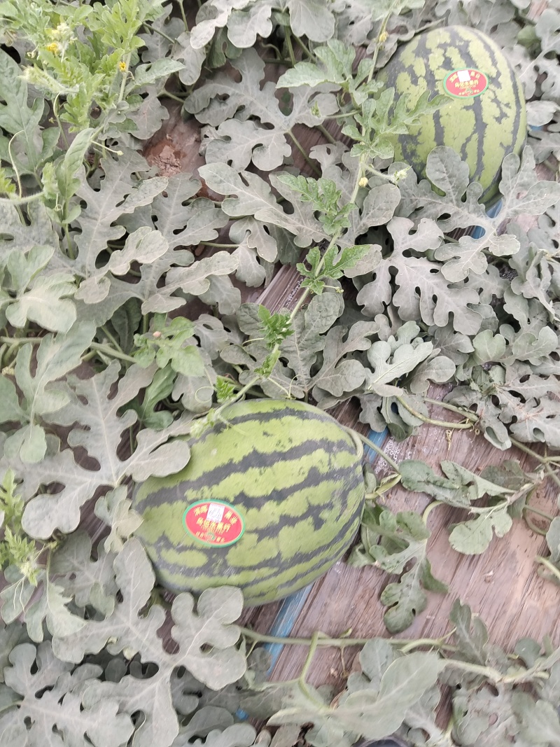 无籽锦王