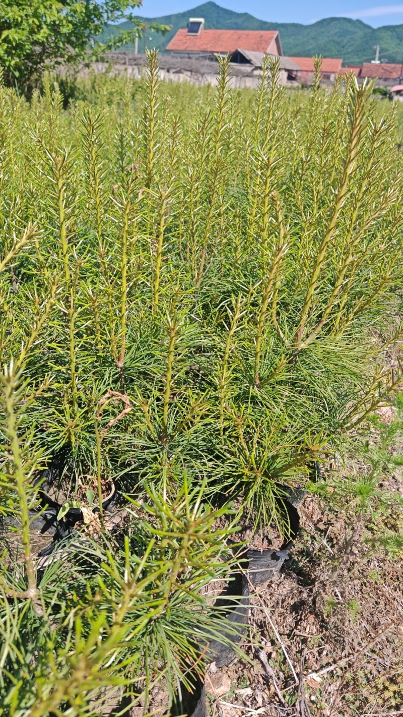 红松杯苗，红松四年杯苗，五年杯苗大颗粒
