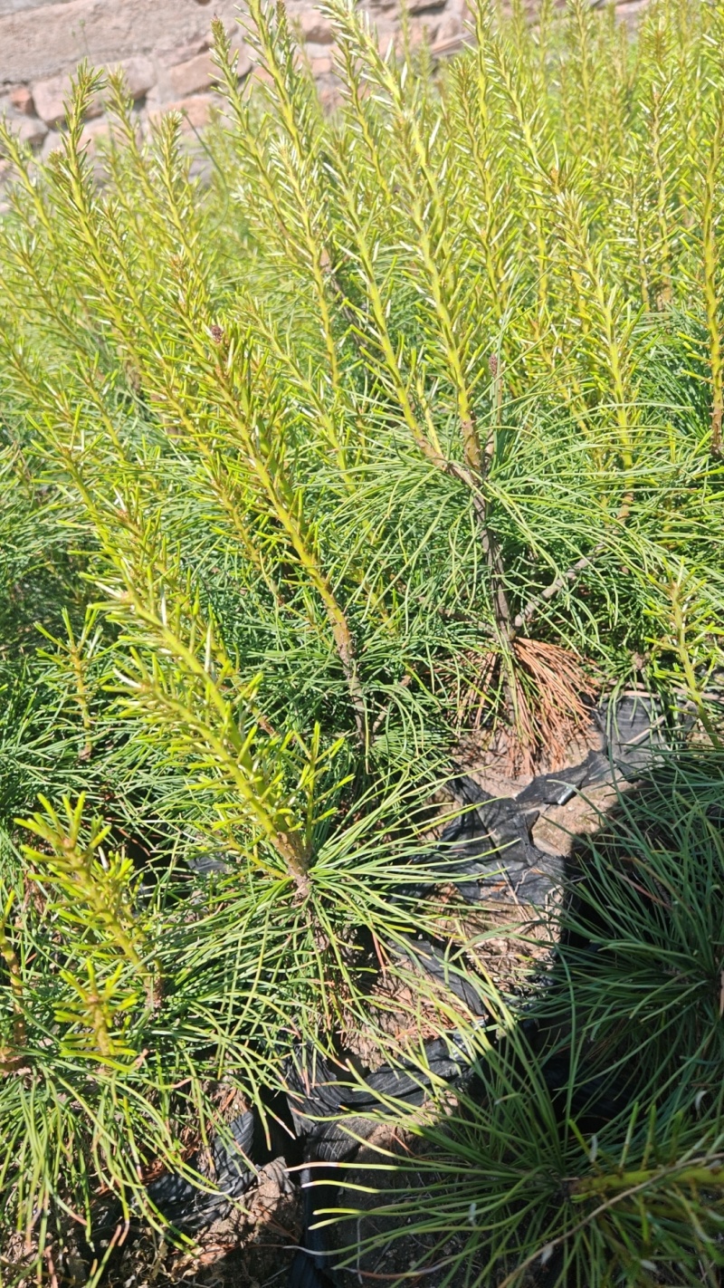 红松杯苗，红松四年杯苗，五年杯苗大颗粒