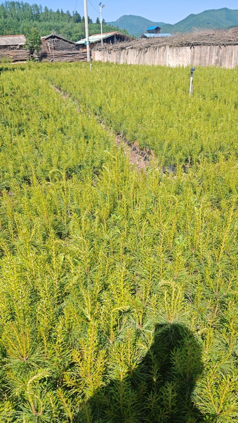 红松杯苗，红松四年杯苗，五年杯苗大颗粒