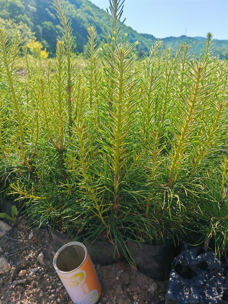 红松杯苗，红松四年杯苗，五年杯苗大颗粒
