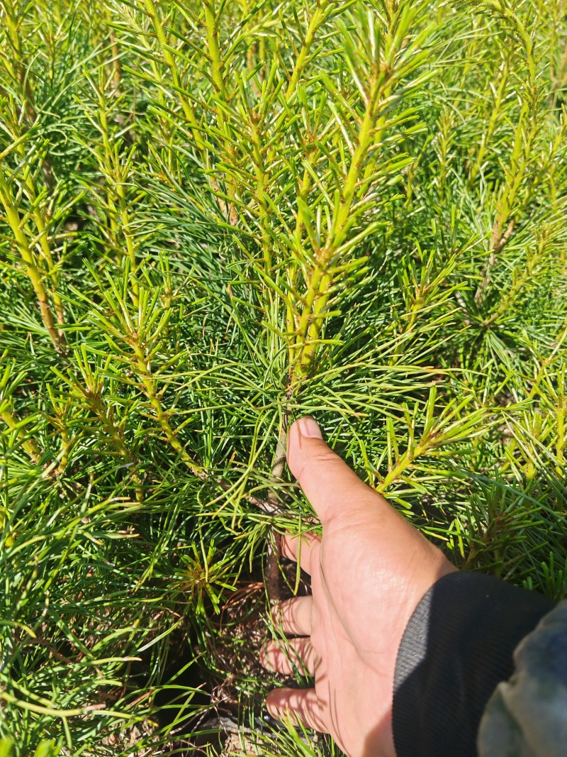 红松杯苗，红松四年杯苗，五年杯苗大颗粒