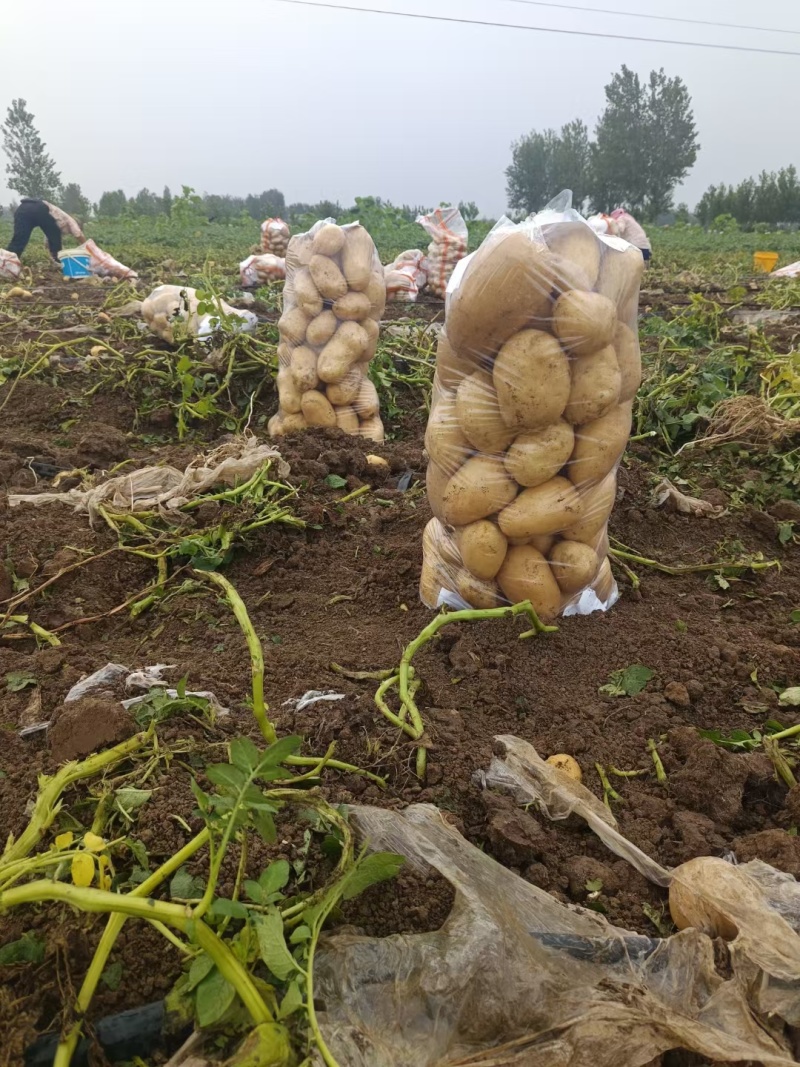 精品黄心土豆，3两以上走市场，出口以及连锁超市均可……