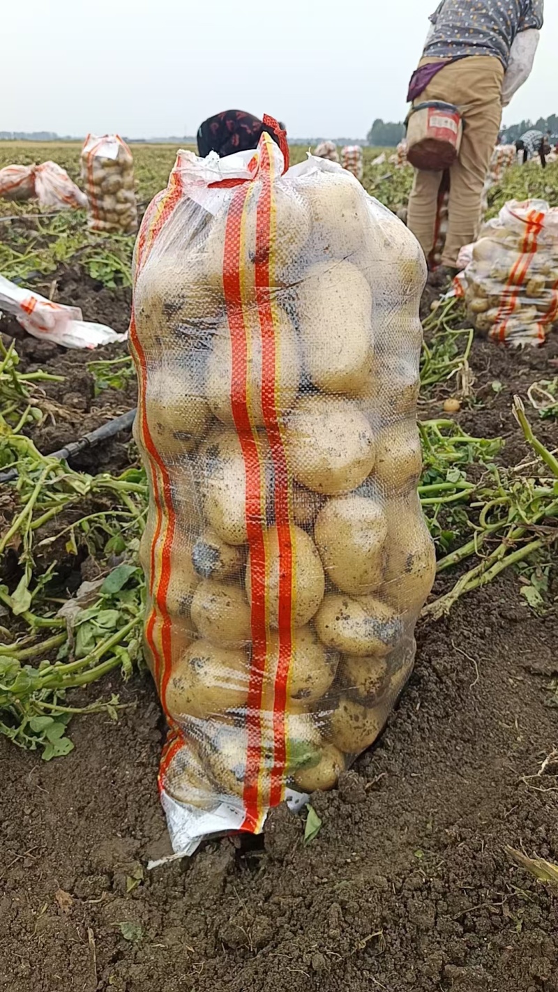 精品黄心土豆，3两以上走市场，出口以及连锁超市均可……