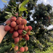 桂味荔枝