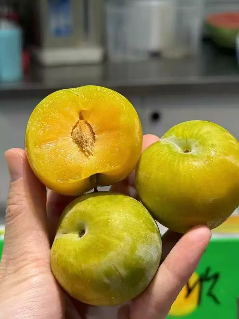 贵州蜂糖李，清爽脆甜，规格齐全，现摘现发，欢迎来电选购