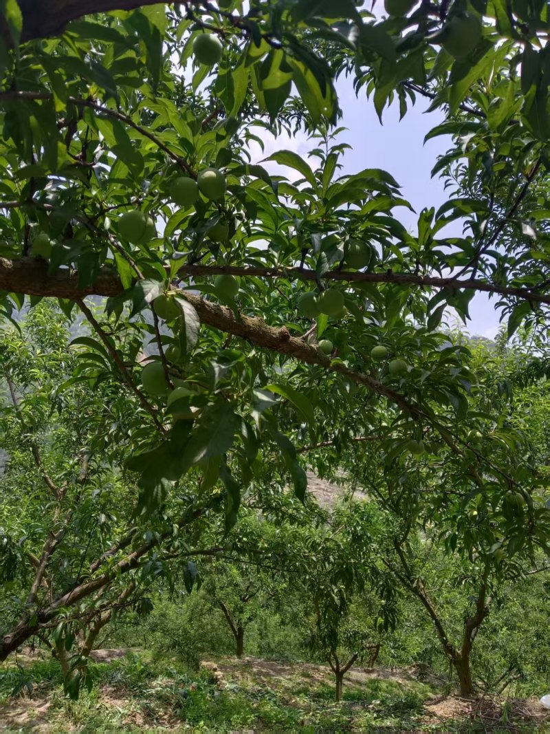 贵州蜂糖李，清爽脆甜，规格齐全，现摘现发，欢迎来电选购