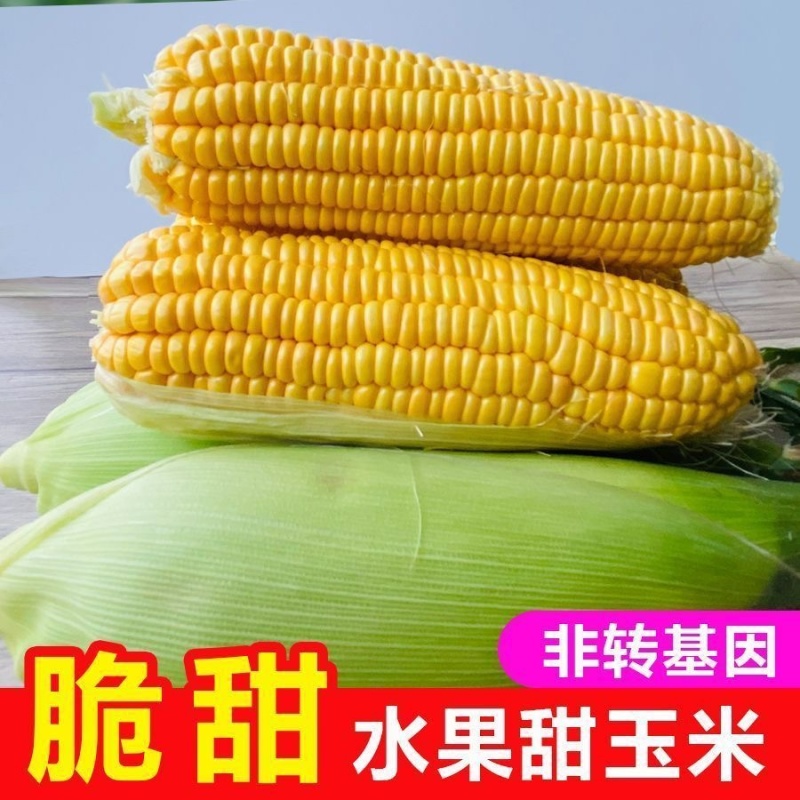 露天水果玉米新鲜现摘甜玉米棒生吃牛奶爆浆新鲜水果玉米闪电