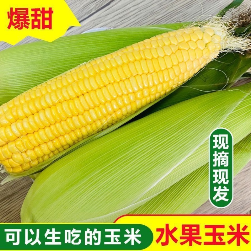 露天水果玉米新鲜现摘甜玉米棒生吃牛奶爆浆新鲜水果玉米闪电