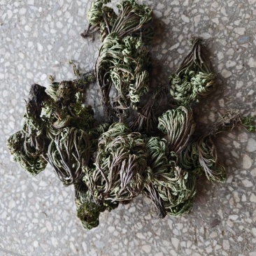 九死还魂草卷柏中药价格实惠