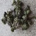 九死还魂草卷柏中药价格实惠