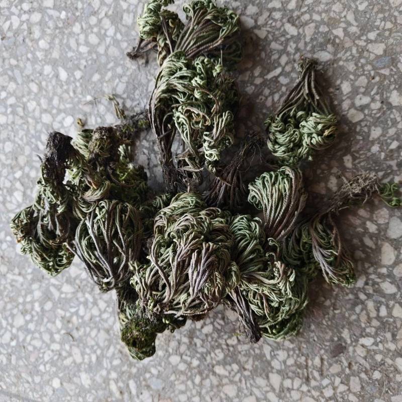 九死还魂草卷柏中药价格实惠