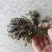 九死还魂草卷柏中药价格实惠