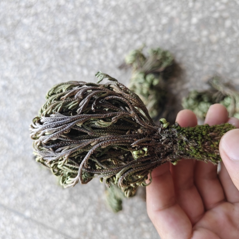 九死还魂草卷柏中药价格实惠