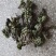 九死还魂草卷柏中药价格实惠