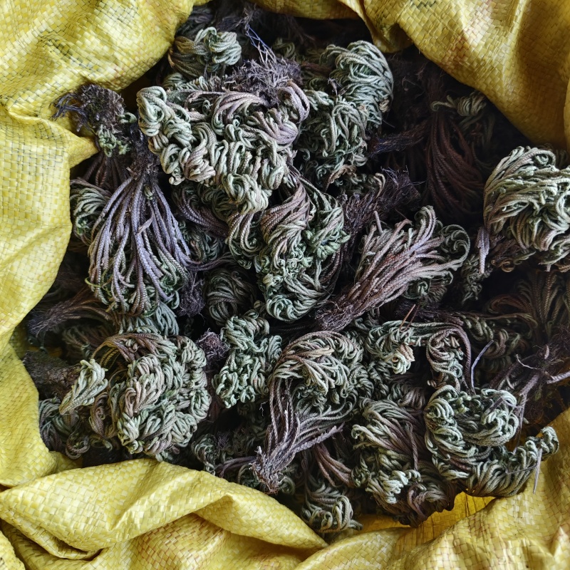 九死还魂草卷柏中药价格实惠