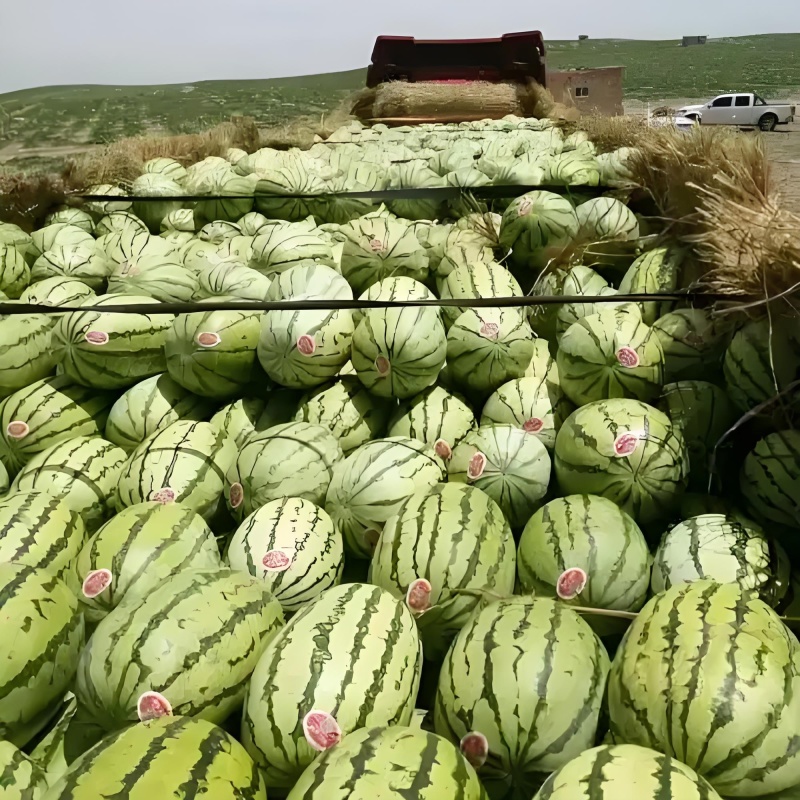 金花西瓜，金城5号西瓜，产地直销，代发全国，保质保量