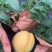 龙泉黄金蜜桃