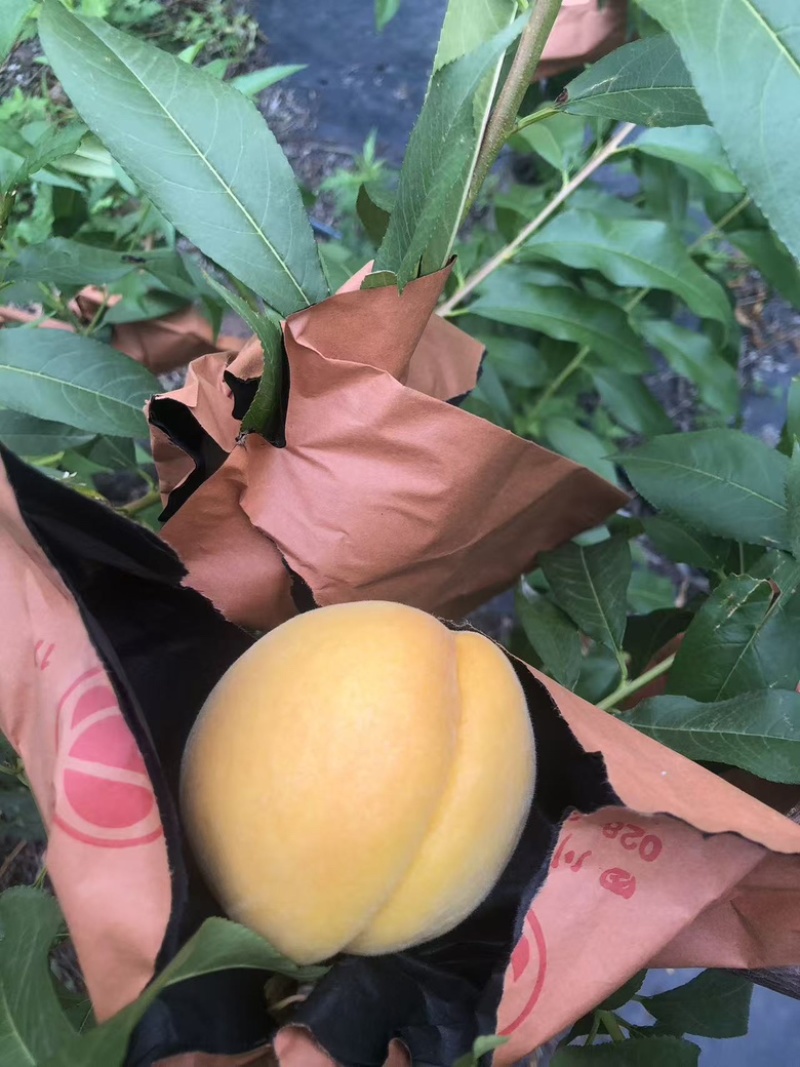 龙泉黄金蜜桃