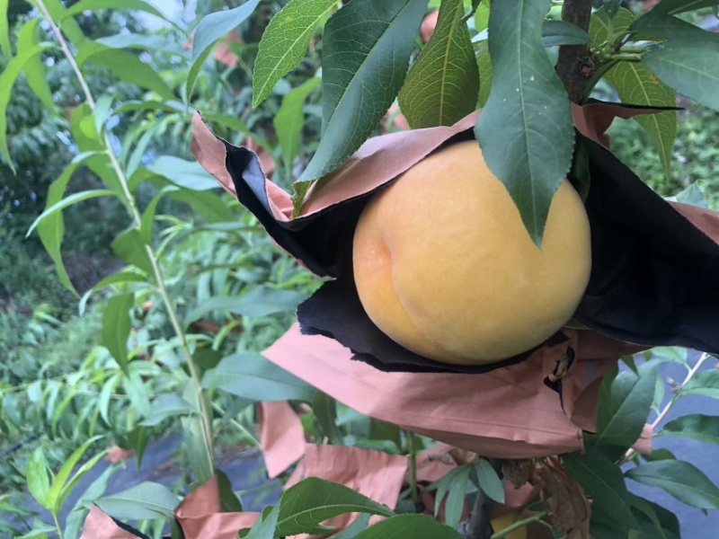 龙泉黄金蜜桃