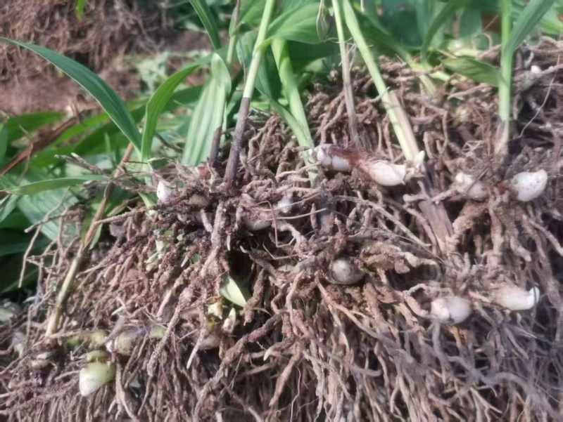 药材苗