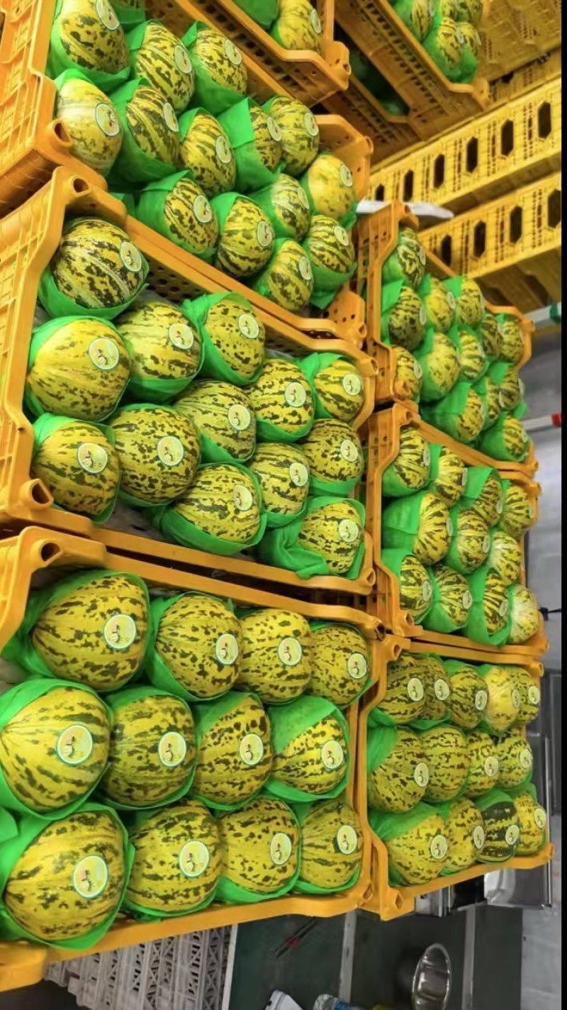 精品花宝甜瓜大量上市产地一手货源支持一件代发欢迎订购