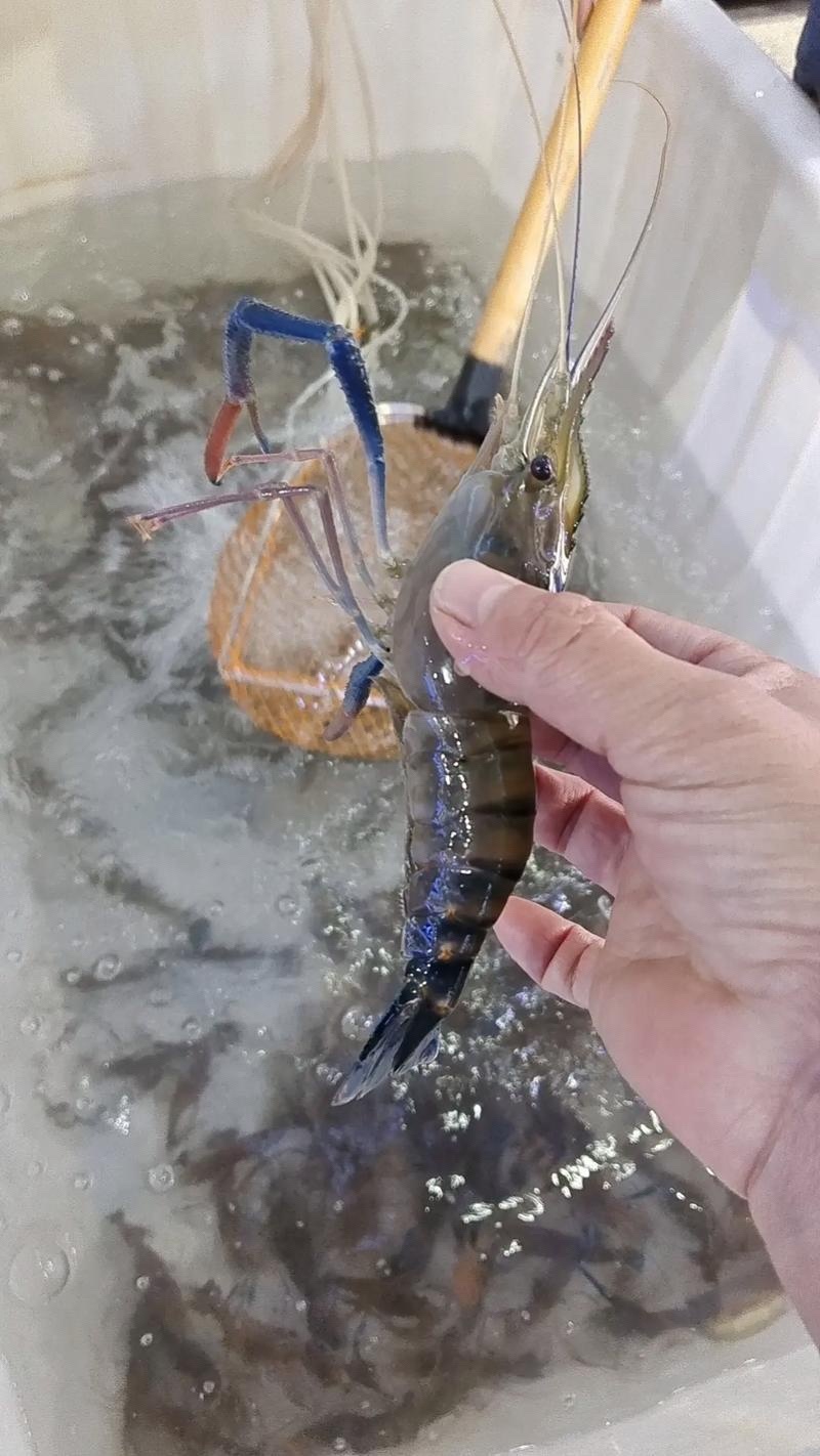 罗氏虾大量批发