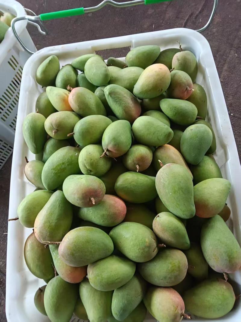 云南玉溪元江芒果鹰嘴上了挂树鲜果现摘现卖核小肉多欢迎联系