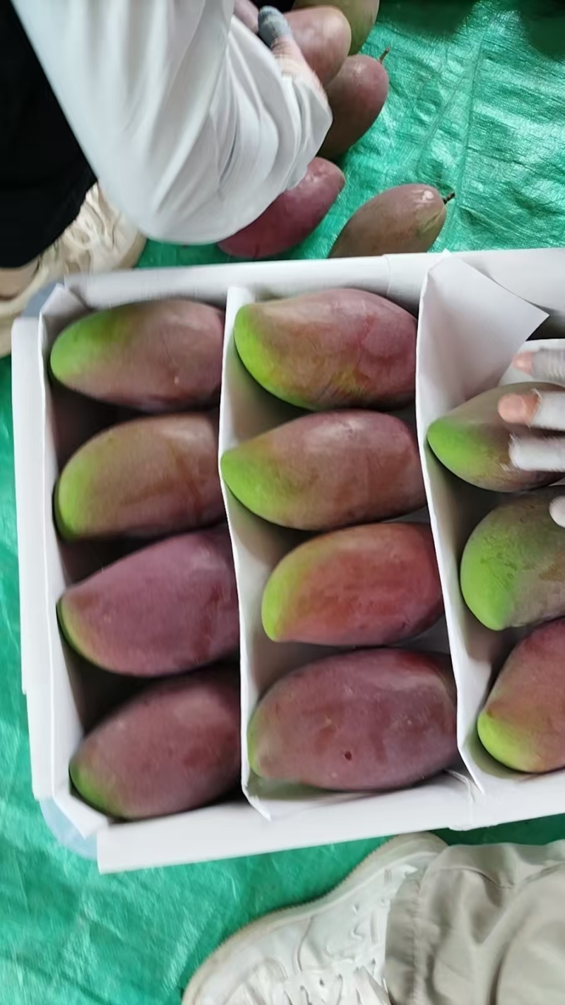 云南玉溪元江芒果鹰嘴上了挂树鲜果现摘现卖核小肉多欢迎联系