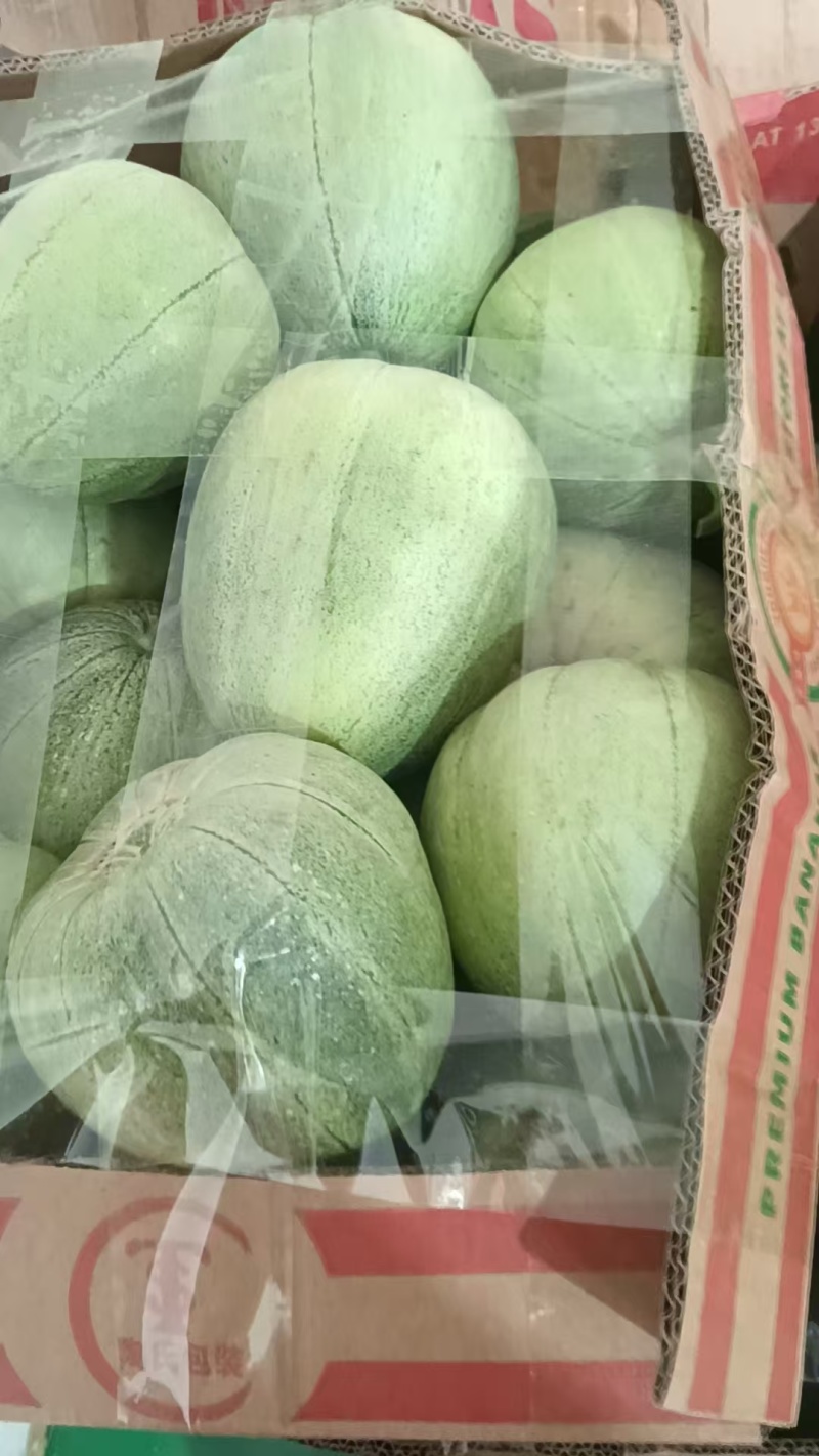精品绿宝甜瓜大量上市产地一手货源支持一件代发欢迎订购