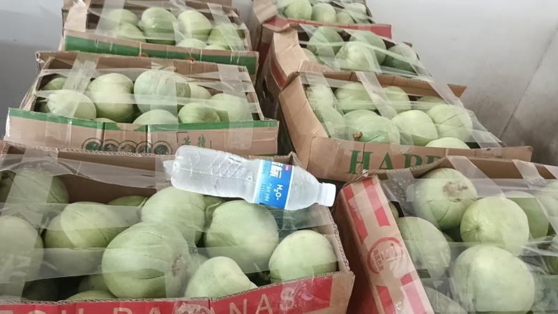 精品绿宝甜瓜大量上市产地一手货源支持一件代发欢迎订购