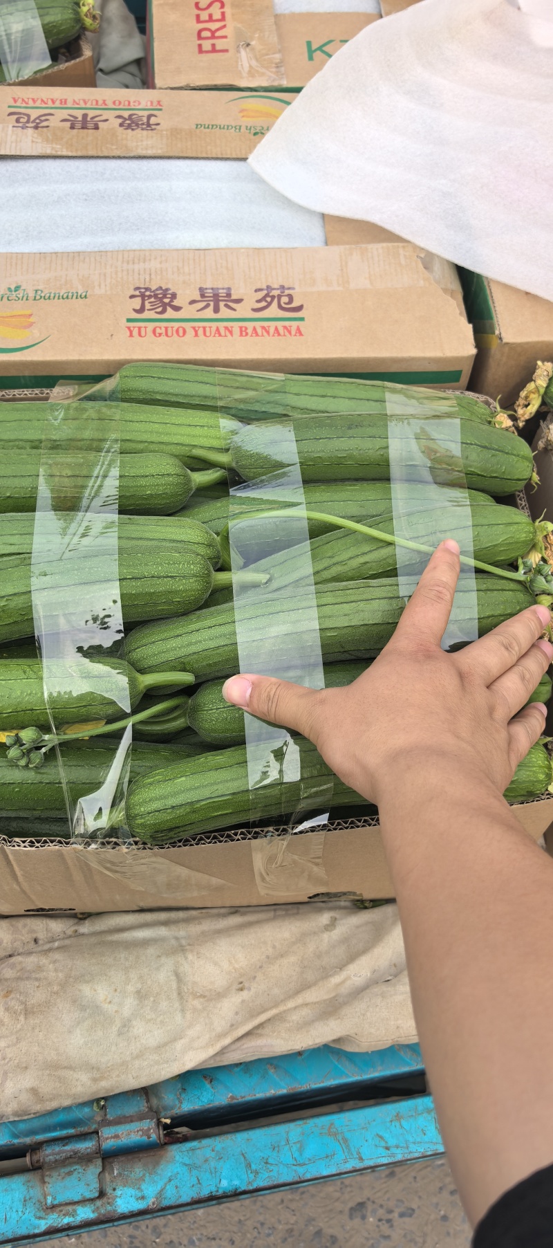 精品钓竿短丝瓜。拉直技术。颜值担当，全国供应批发