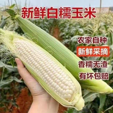 新鲜采摘带壳白糯玉米嫩玉米农家白珍珠糯玉米带壳