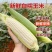 新鲜采摘带壳白糯玉米嫩玉米农家白珍珠糯玉米带壳