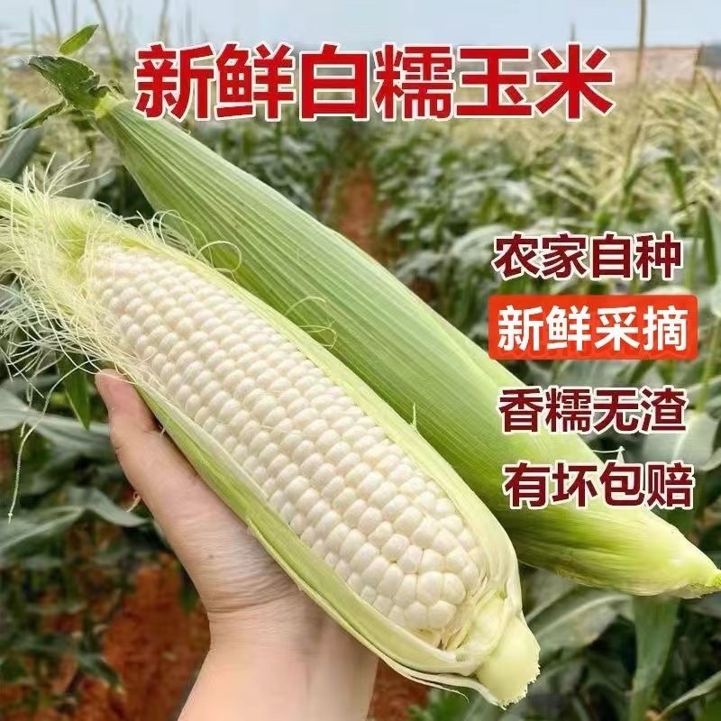 新鲜采摘带壳白糯玉米嫩玉米农家白珍珠糯玉米带壳