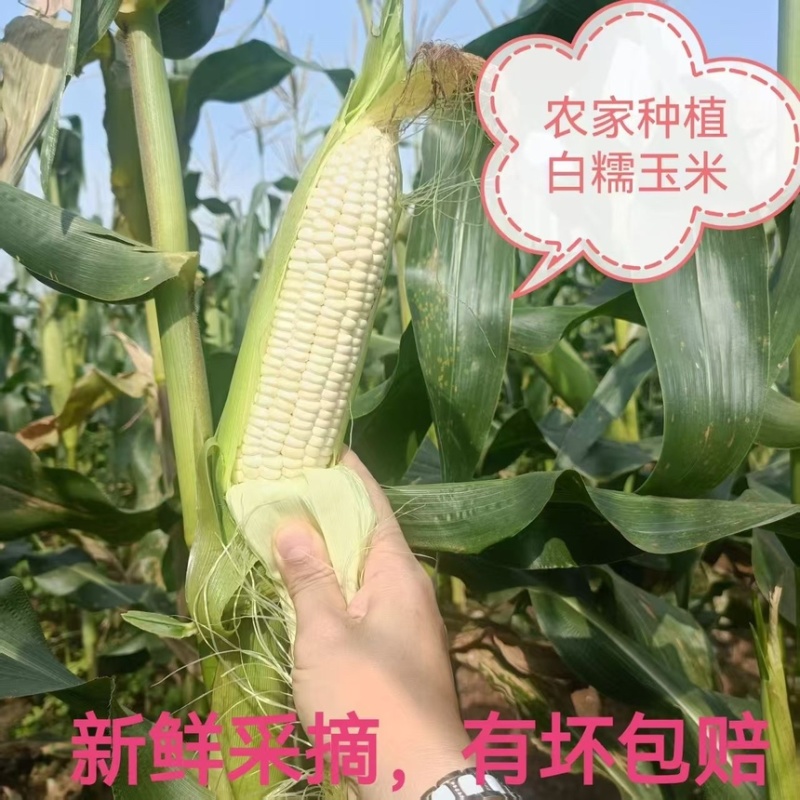 新鲜采摘带壳白糯玉米嫩玉米农家白珍珠糯玉米带壳
